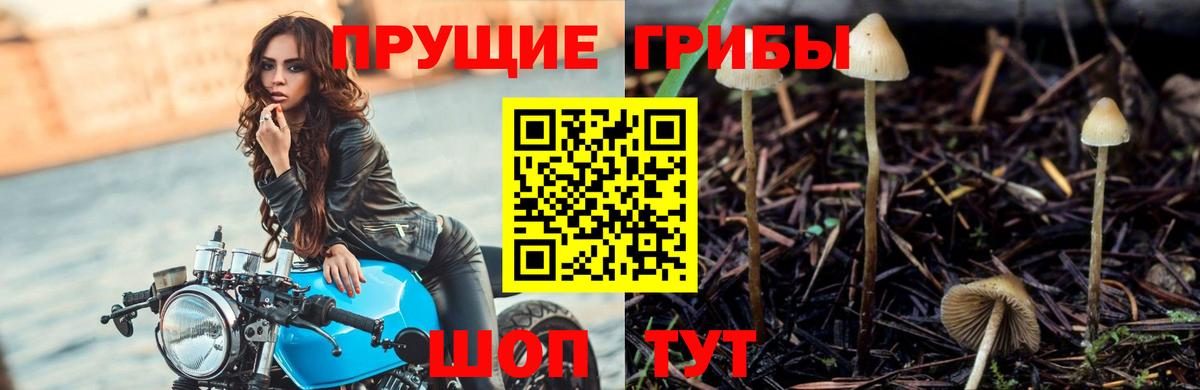Галлюциногенные грибы Magic Shrooms  Вход с VPN  Кузнецк 